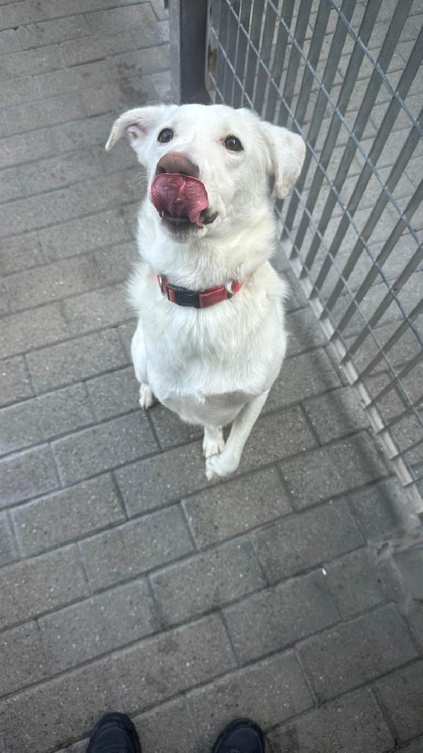 GENNA CAGNOLINA CANDIDA Foto 3